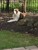 Hugo