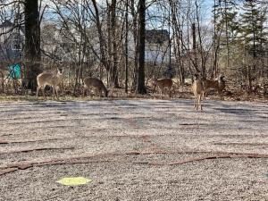 deer walking labyrinth
